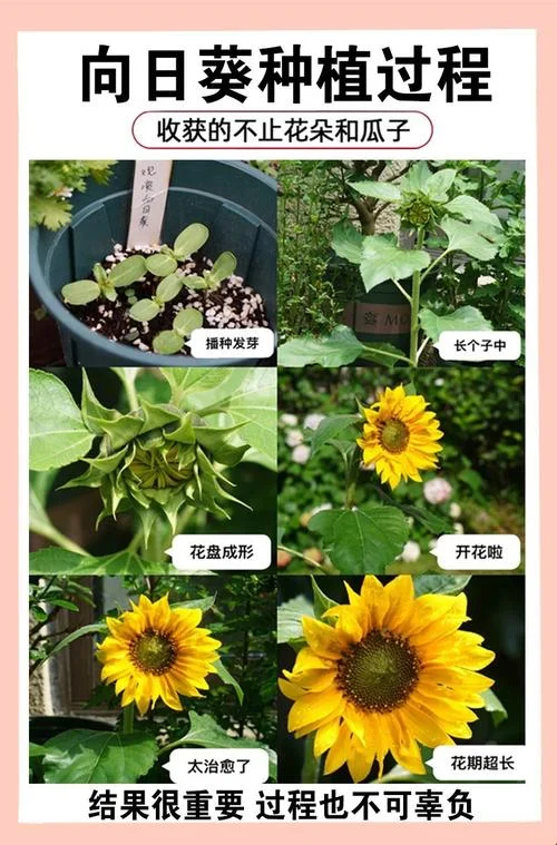 梦到葵花籽怎么回事-梦见葵花籽有何寓意