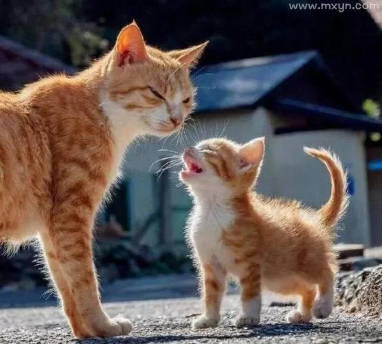 梦见猫生小猫是什么意思周公解梦_1