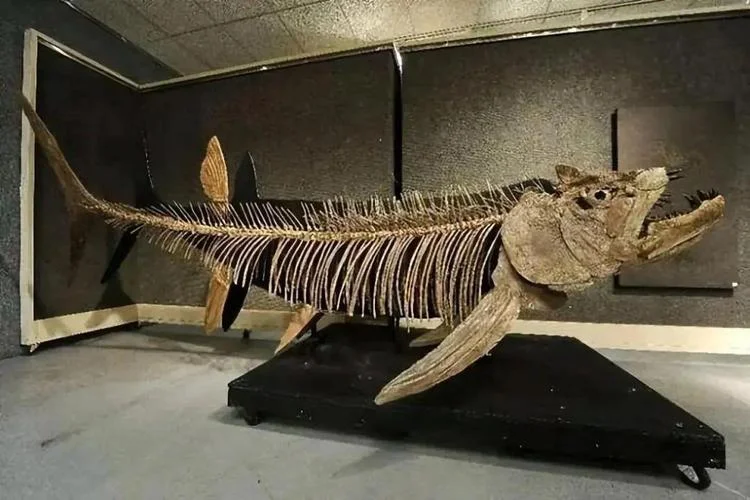 古生物历史_1