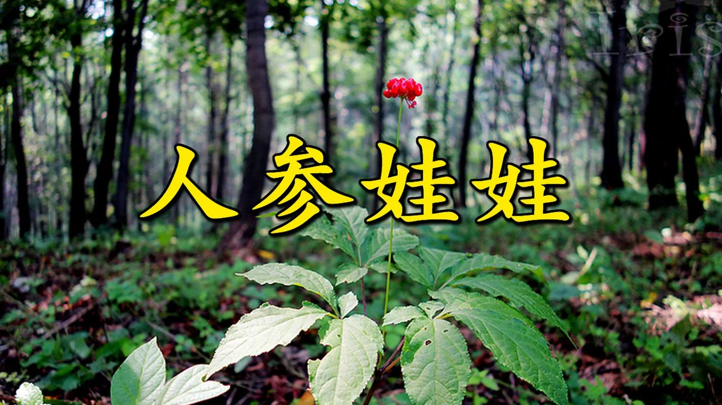 人参娃娃作者是谁_2