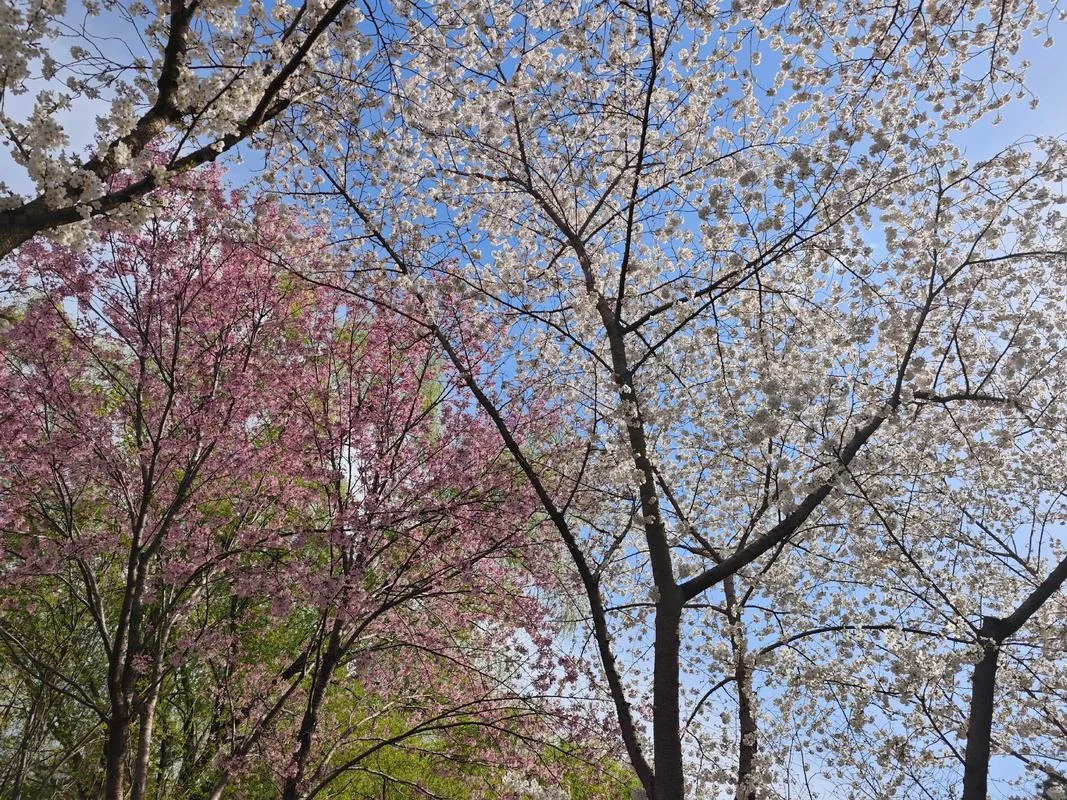 樱花几月落下_2