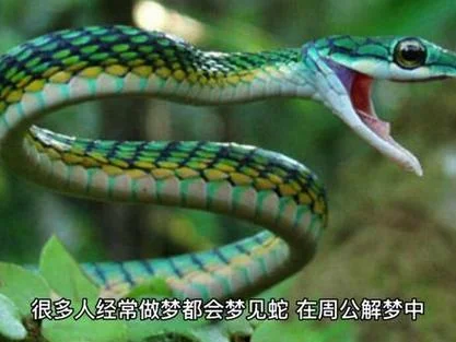 梦见蛇群-梦见群蛇