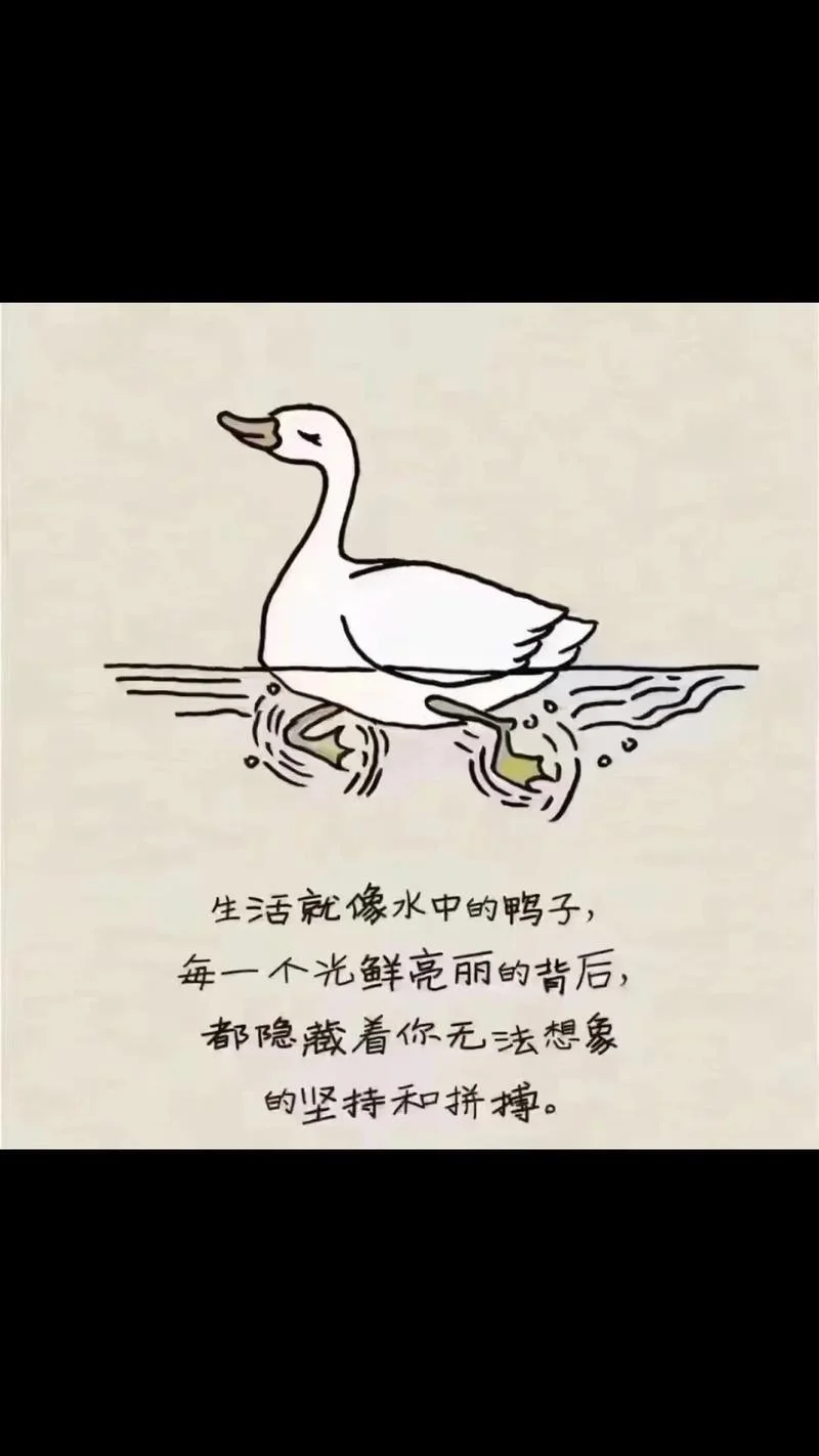 偷鸭求骂道理-偷鸭求骂，莫懂理