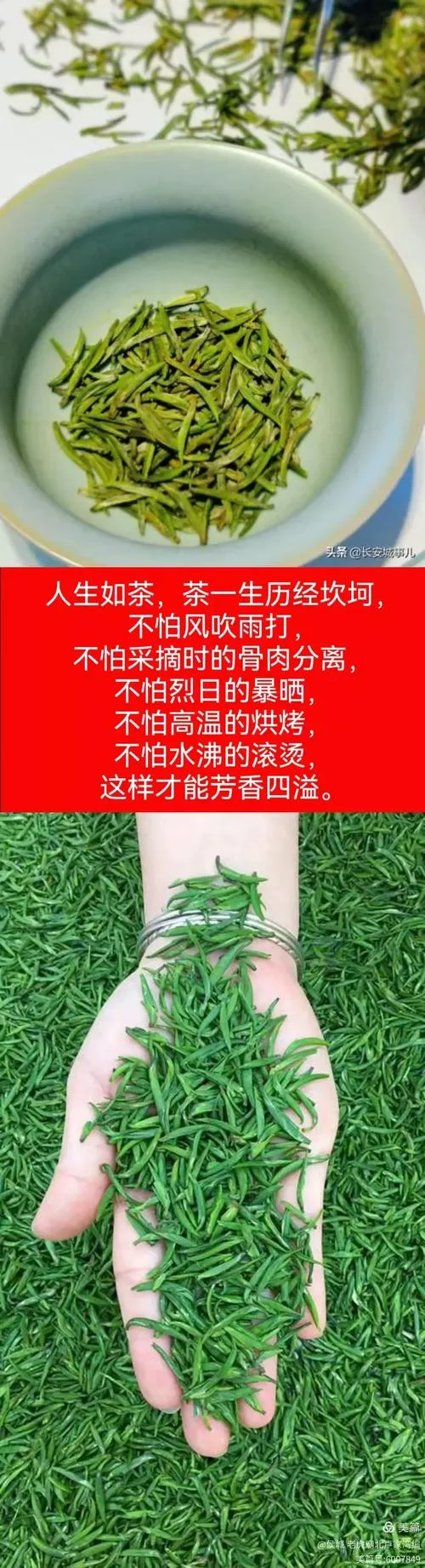 一杯好茶的背后的感悟_2
