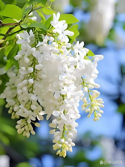 丁香花是哪一年的-丁香花开哪年