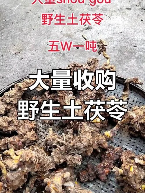 一亩茯苓种植多少钱_1