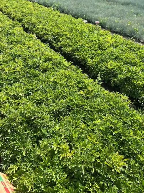 一亩芍药能卖多少钱-一亩芍药收益