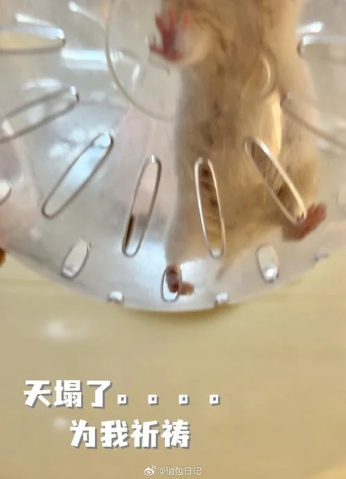 做梦梦见老鼠爬到身上_2