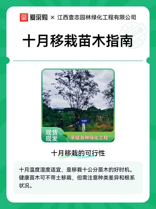 绿化苗木移栽要求_1