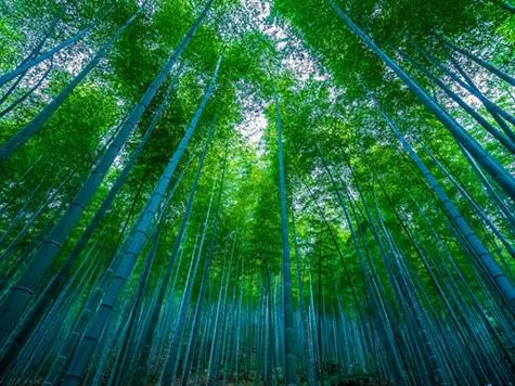 梦见竹林_1