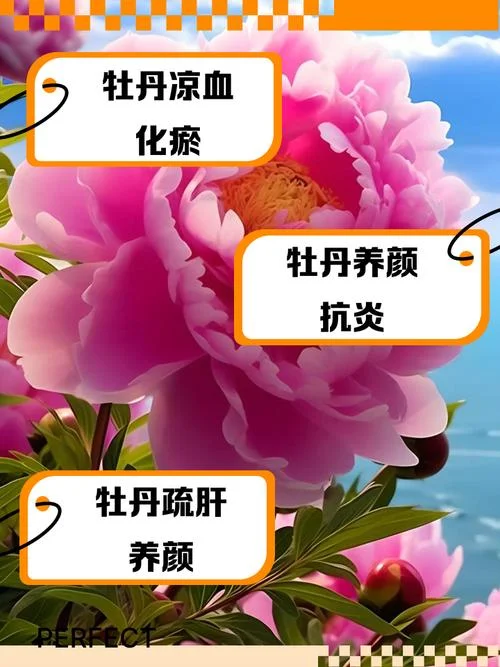 牡丹花的寓意感悟-牡丹花寓意感悟