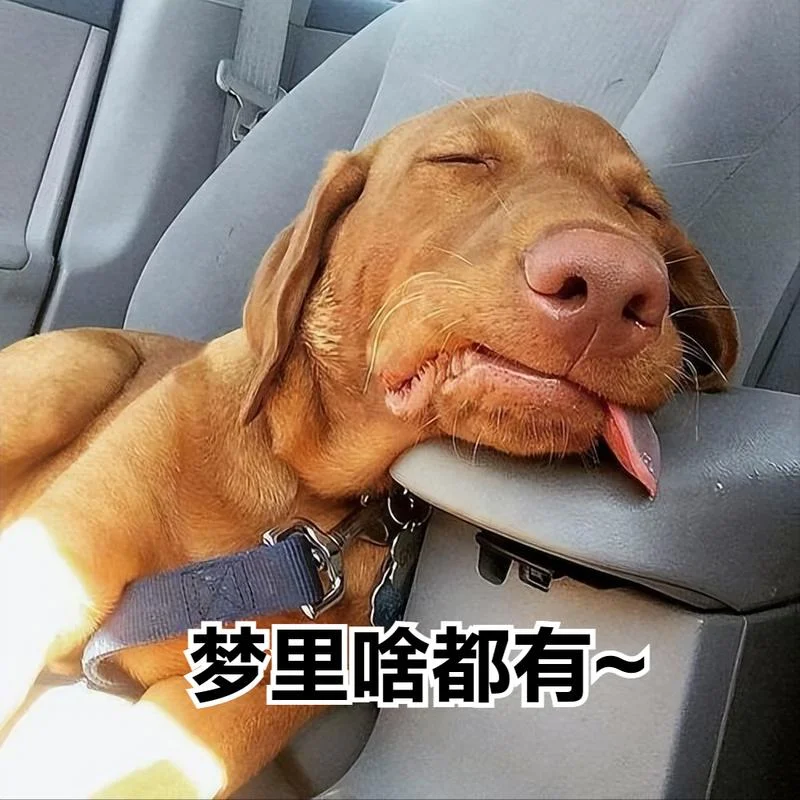 梦见一只狗往身上扑_1