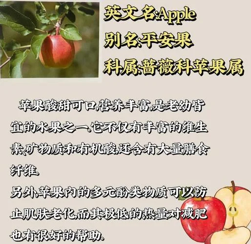 苹果的手抄报内容_1