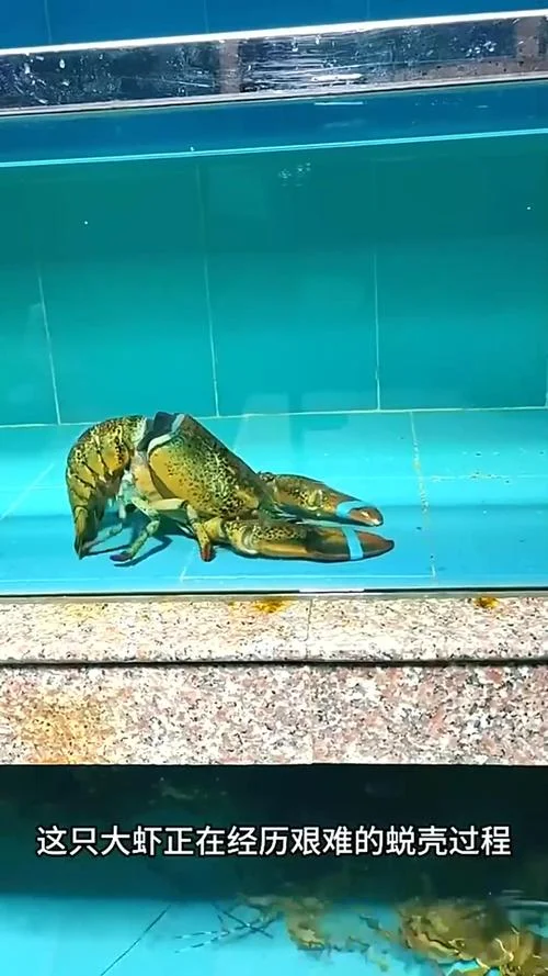 龙虾蜕壳感悟_1