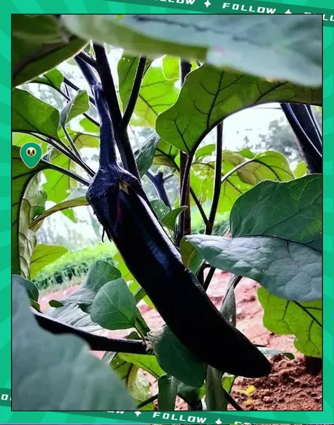梦见茄子是不是怀孕的-梦见茄子预示怀孕
