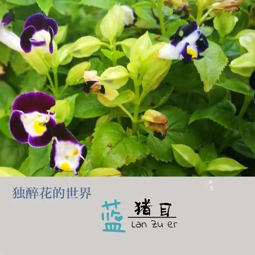 蓝秋绽放微博是谁写的-蓝秋绽放微博作者