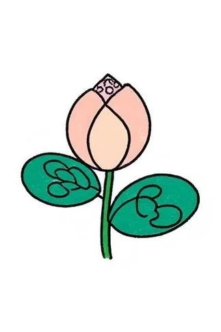 荷花花苞怎么画_1