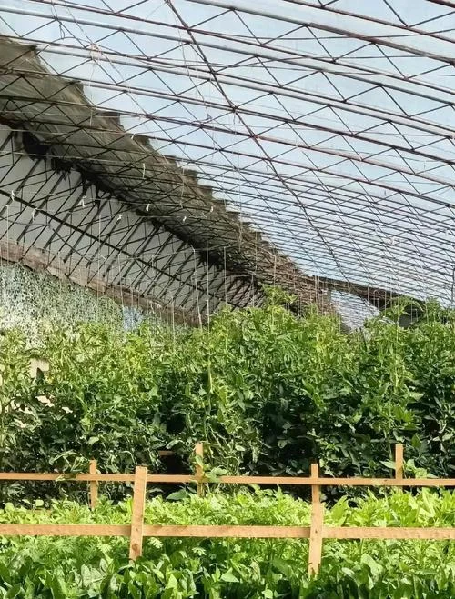 一亩蔬菜大棚利润多少_1