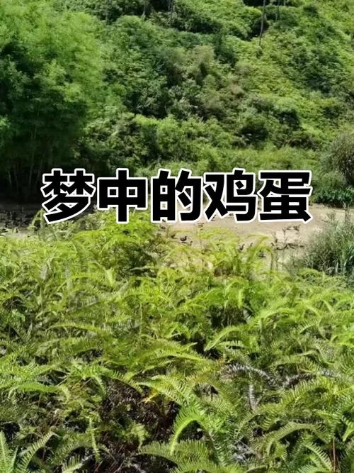 梦见捡鸡蛋而鸡蛋破了-梦碎蛋破