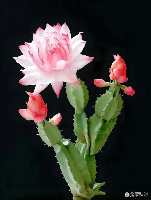 像仙人掌的花叫什么_2