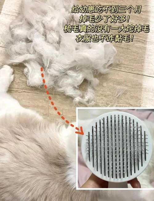 布偶猫掉毛季几月_1