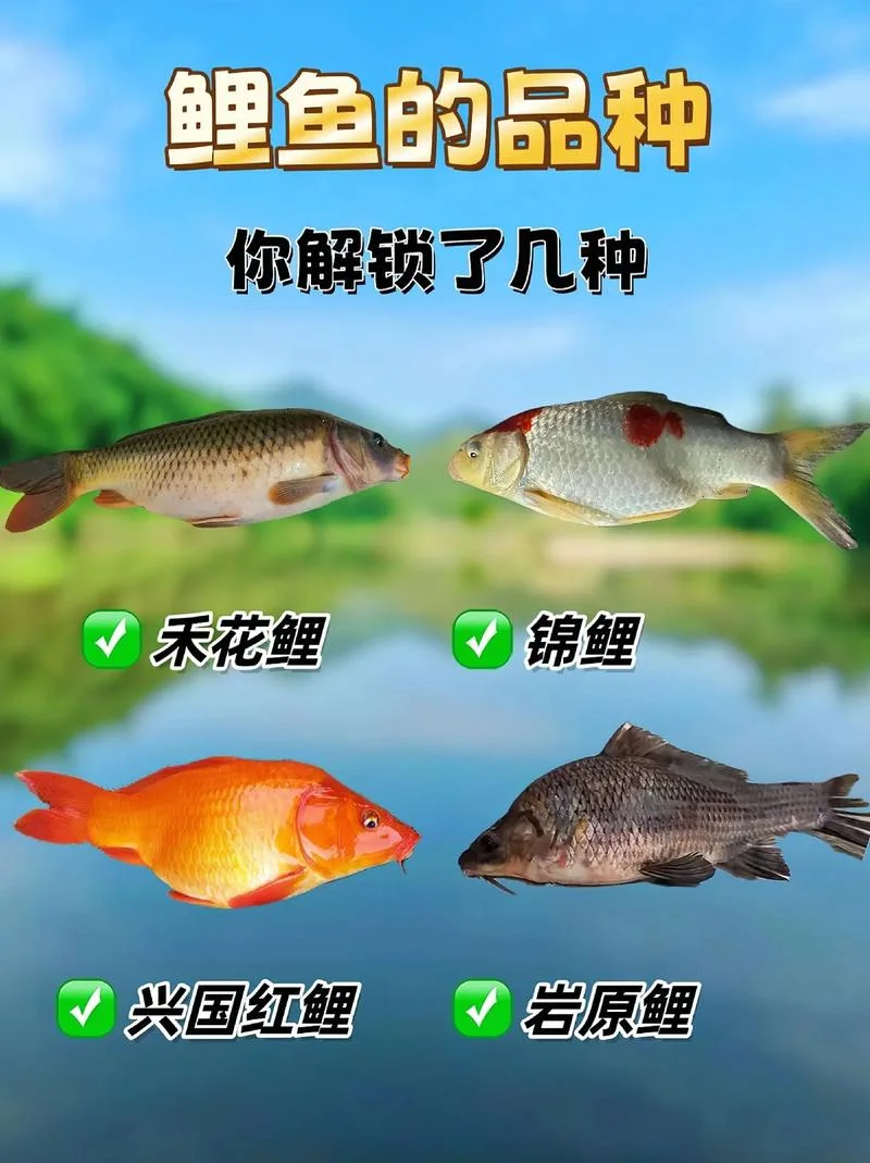 春天鲤鱼几月份开口啊_2