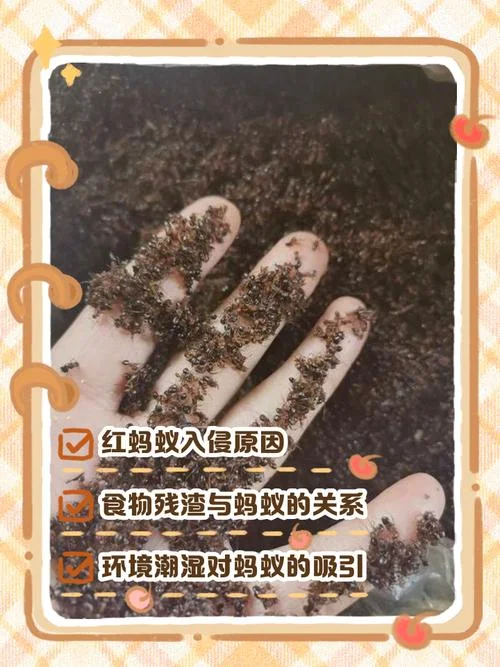 梦见蚂蚁是怎么回事-梦见蚂蚁为何发生