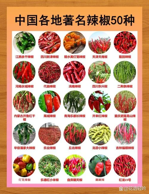 辣椒历史行情_1
