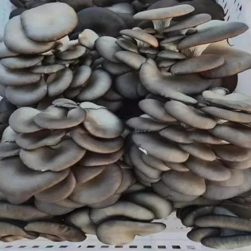 一平方可出多少食用菌_1