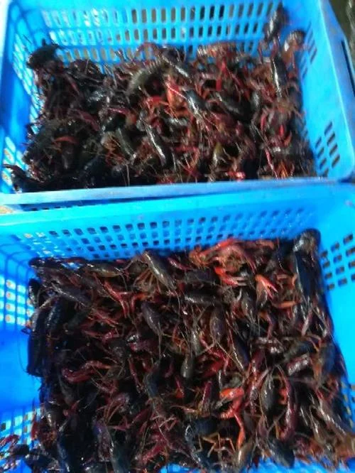 养殖龙虾一亩成本多少_2