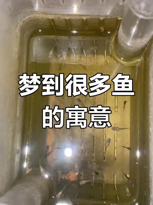 梦到鱼吃鱼是什么意思_2