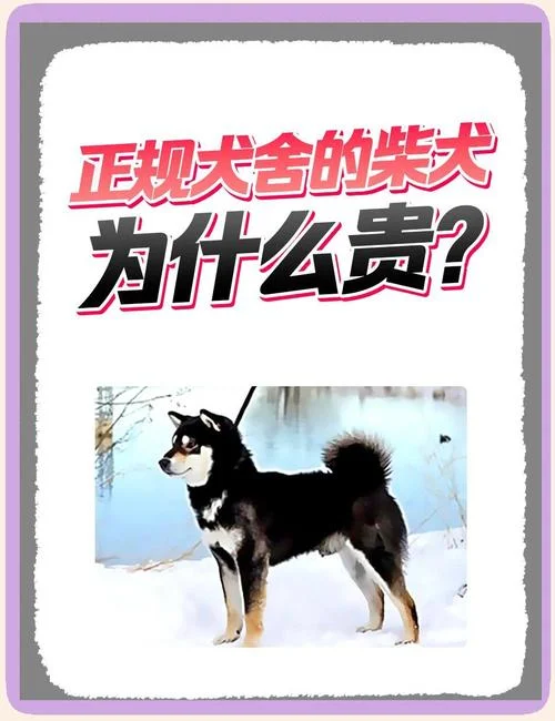 柴犬币历史涨幅-柴犬币历史涨幅