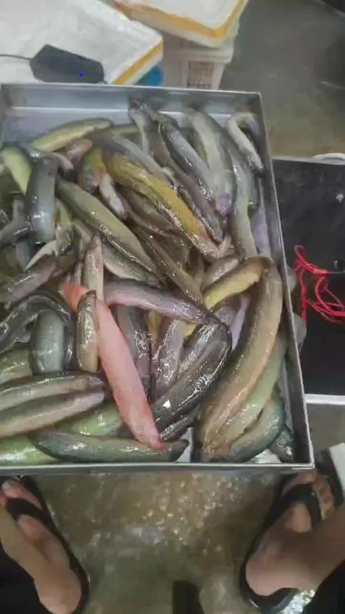 一亩地养殖泥鳅多少钱_1
