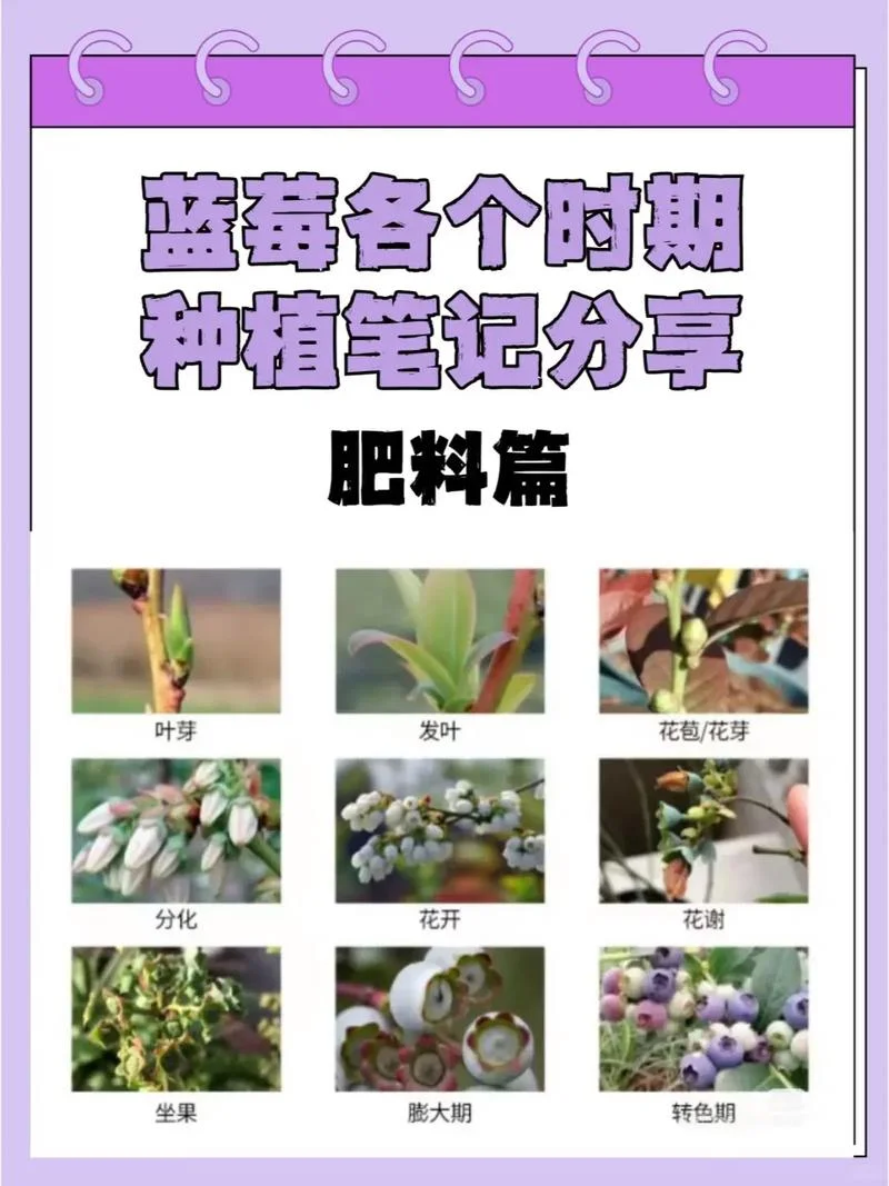 蓝莓季节是几月份_1