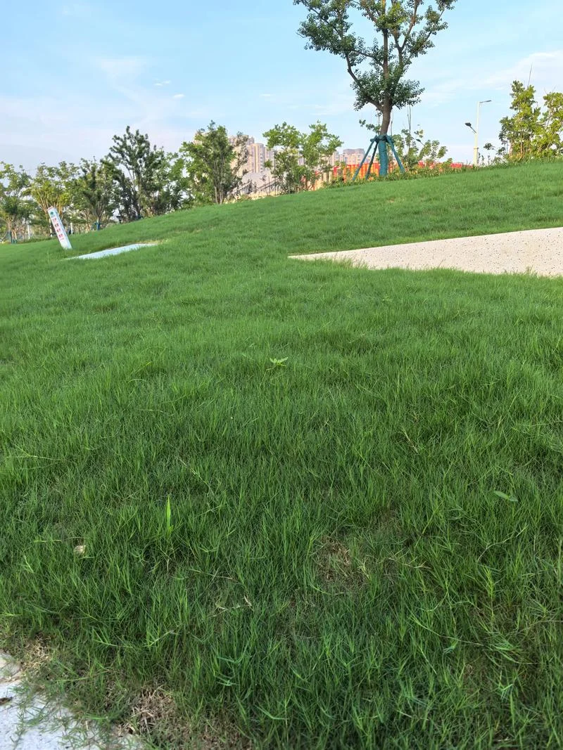 梦见绿草坪-梦见绿草坪