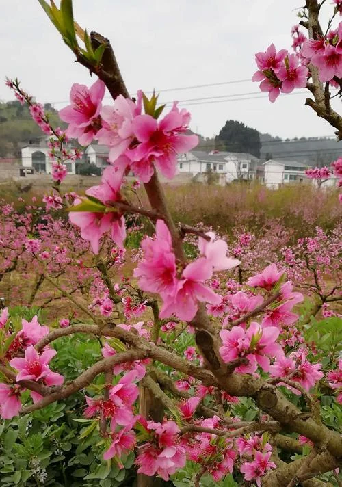 梦见桃花盛开很漂亮_2