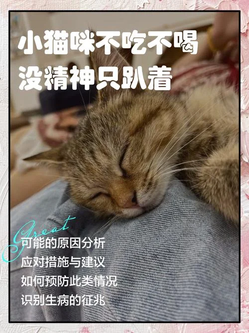 小猫不吃饭怎么办-小猫拒食别焦虑