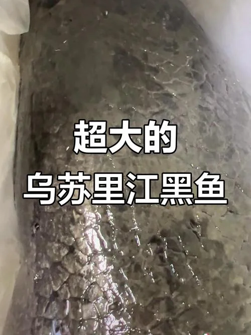 梦见大黑鱼-梦遇巨黑鱼