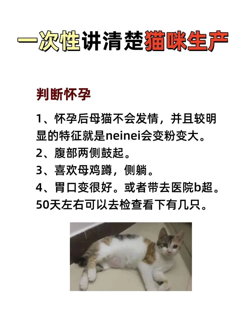 梦到猫咪生小猫-梦猫生子猫