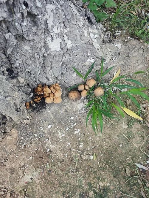 梦见找地方拉屎_2
