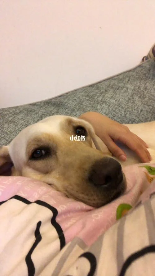 梦见给狗擦屎_2