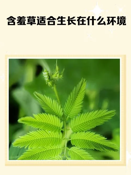 含羞草出自于哪里_1