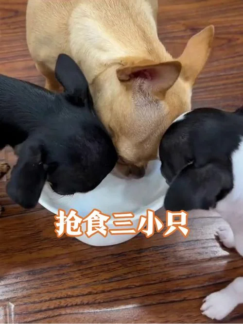 梦见狗抢食_2