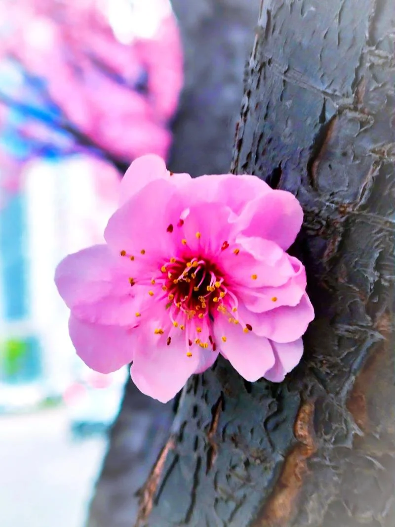 美人梅几月开花-梅花开几月