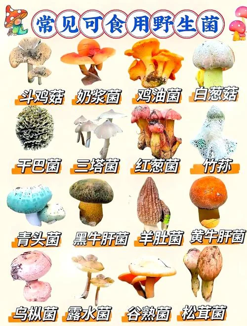食用菌起名_2