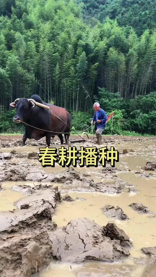 面朝黄土背朝天下一句-面朝黄土背朝天