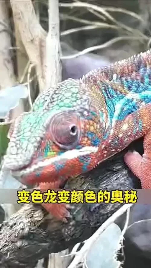 变色龙赏析及感悟_1