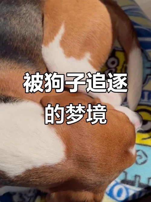梦见被很多狗追咬_2