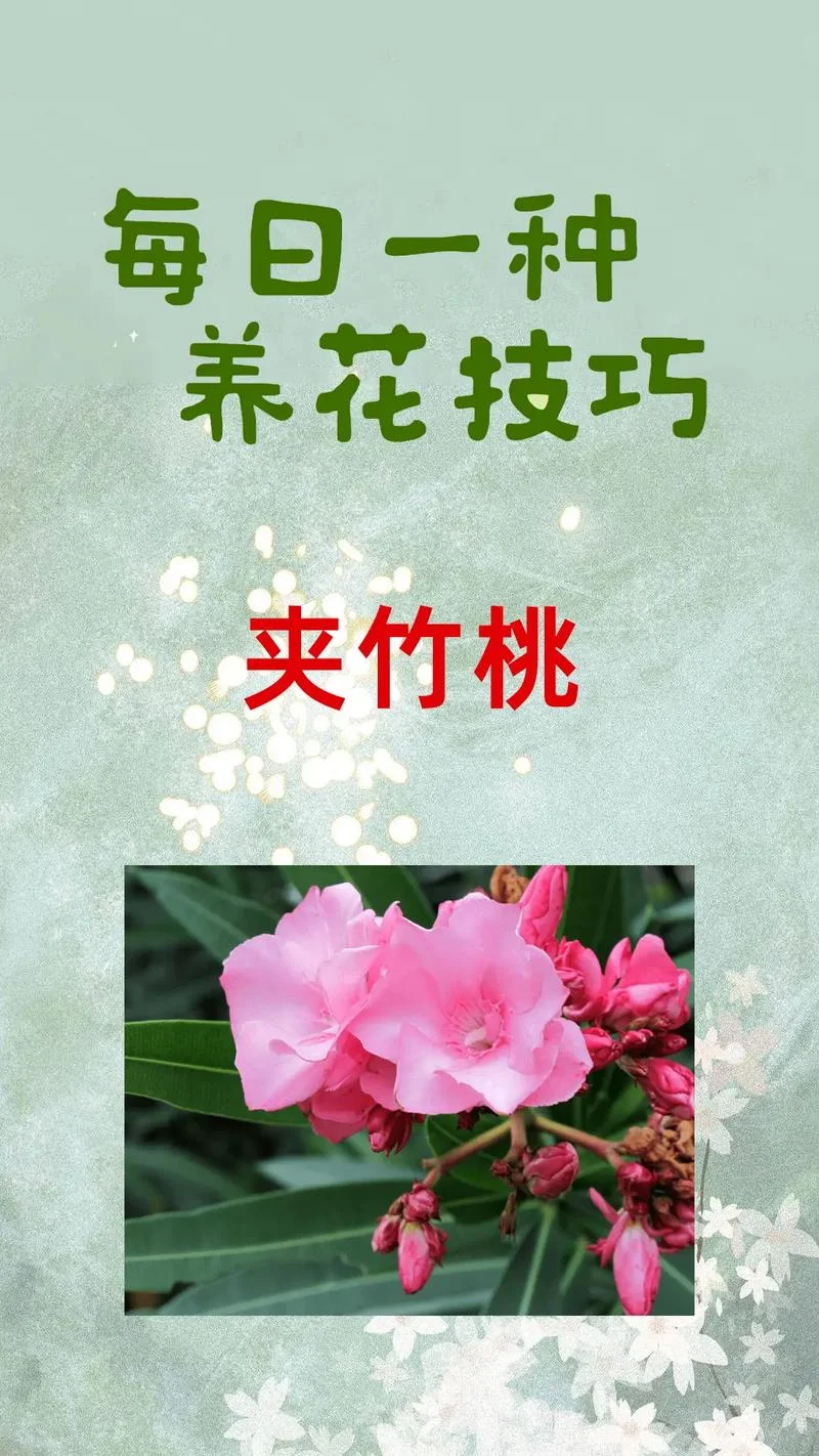 夹竹桃一平方栽多少棵_1