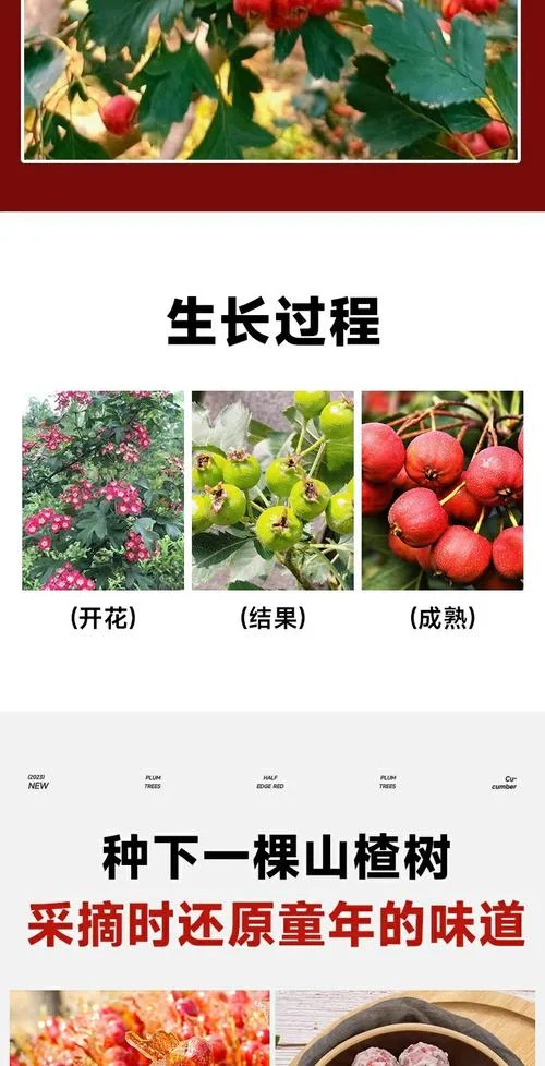 一亩地能种多少棵山楂树_1